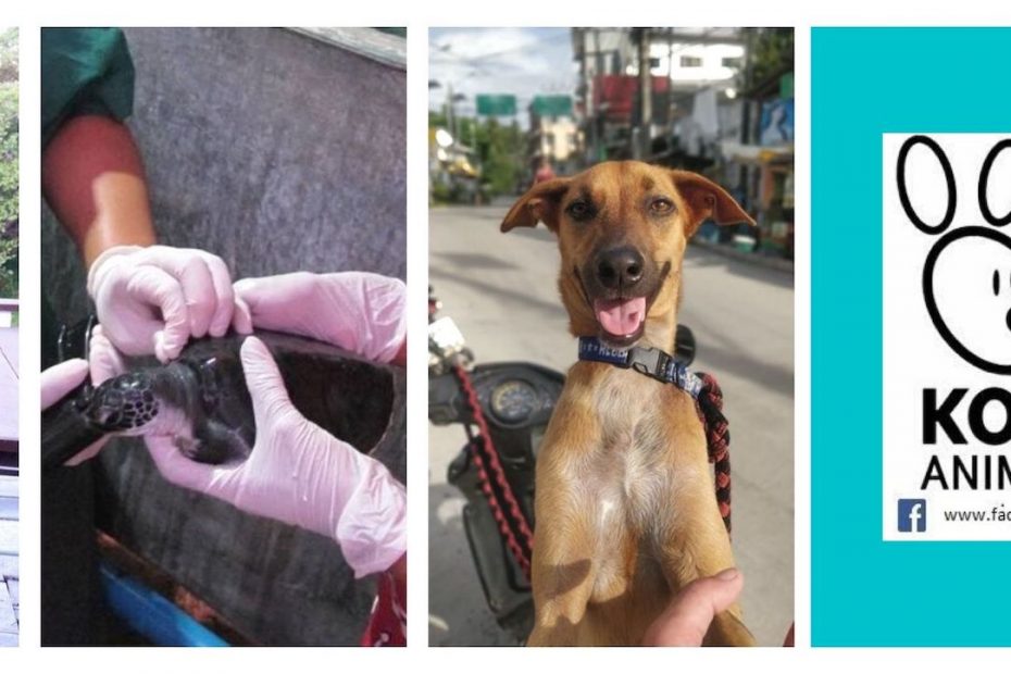 Koh Tao Animal Clinic collage